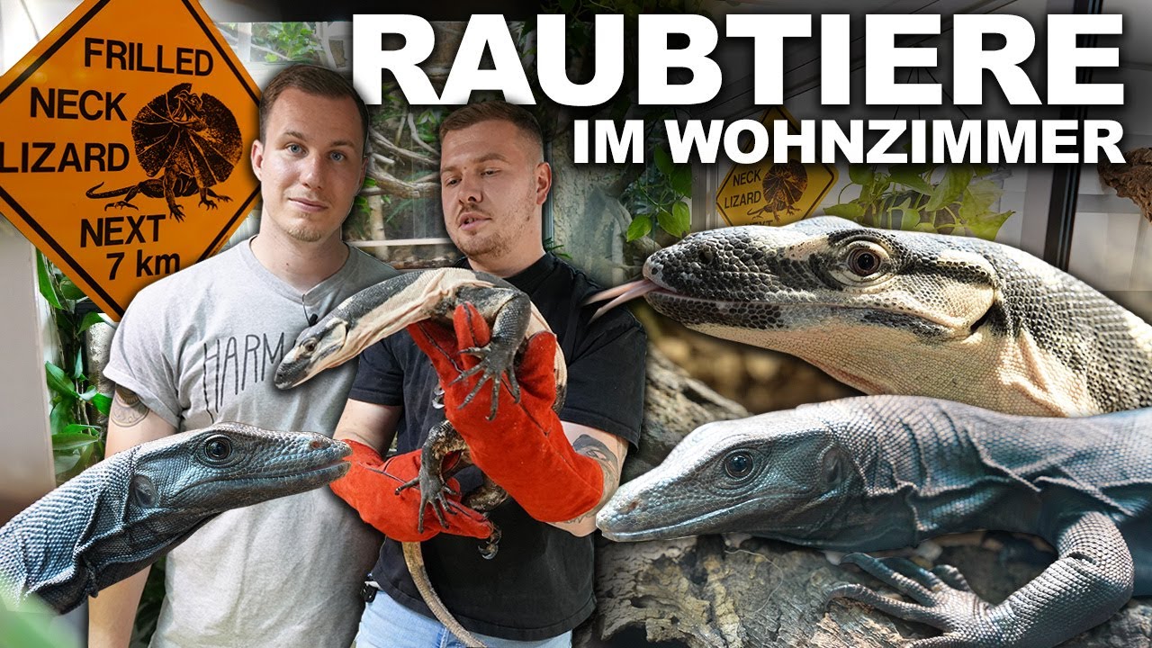 *TERRARIUM-WOHNUNG* - Raubtiere im Wohnzimmer... unter Robin's Waranen