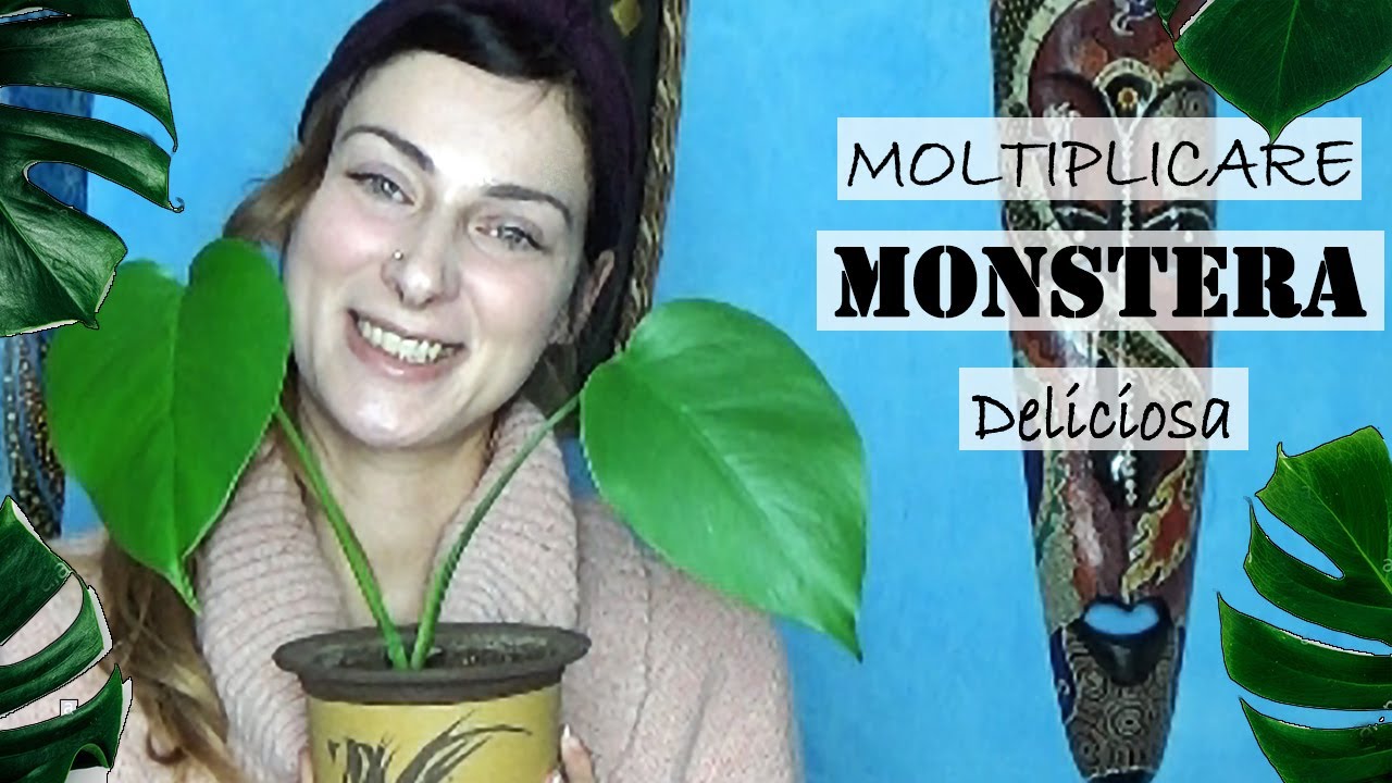 MONSTERA Deliciosa 🌿 COME FARE UNA TALEA