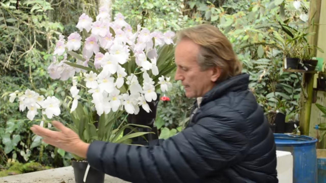 Cómo obtener una excelente floración - Orquídea Miltonia