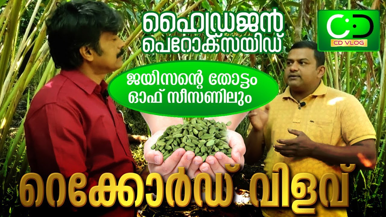 ഹൈഡ്രജൻ പെറോക്സയിഡ് ഏലം ചെടികളിൽ ഉപയോഗിക്കുന്ന രീതി |Treatment with Hydrogen Peroxide in Cardamom