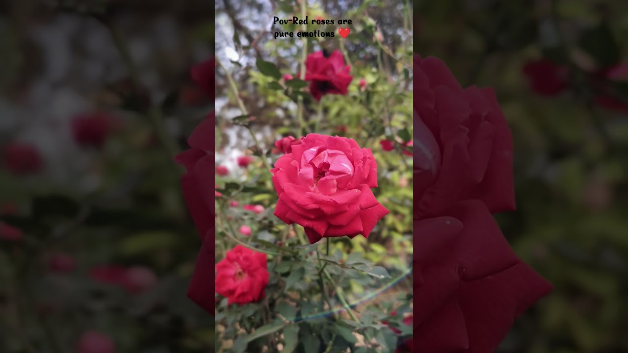 red 🌹 universal symbol of love ❤️ 