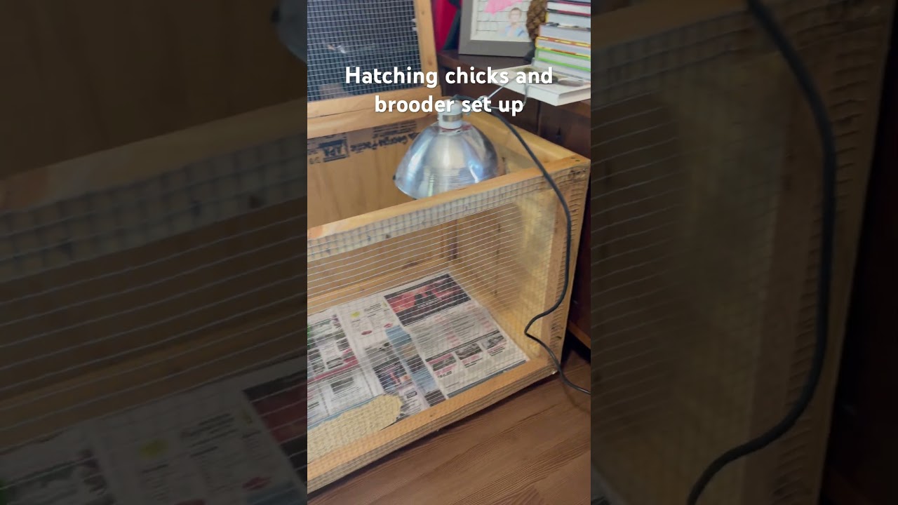 From Egg to Fluff: Hatching Chicks & Brooder Setup Magic! 
