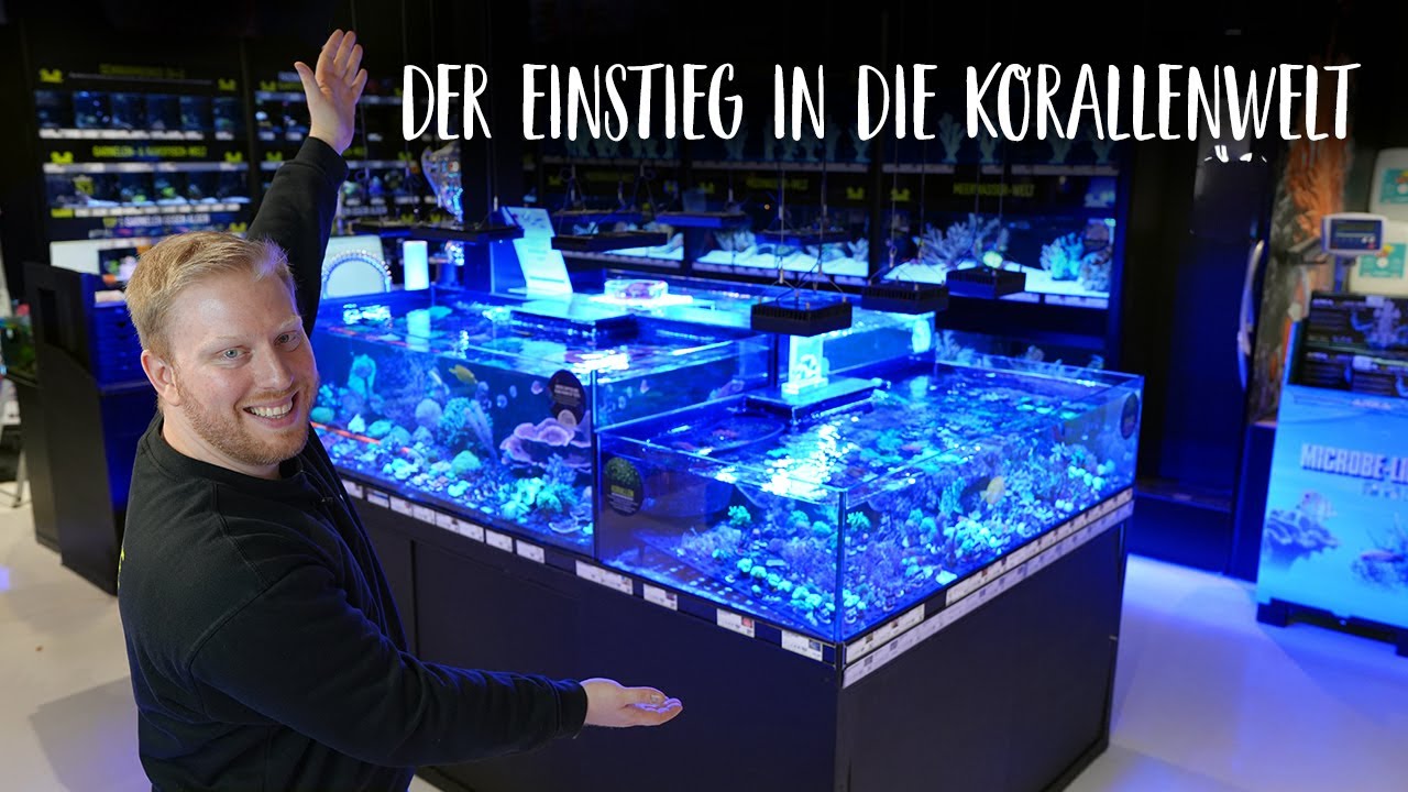 Unsere Korallenanlage in Karlsruhe | KÖLLE ZOO