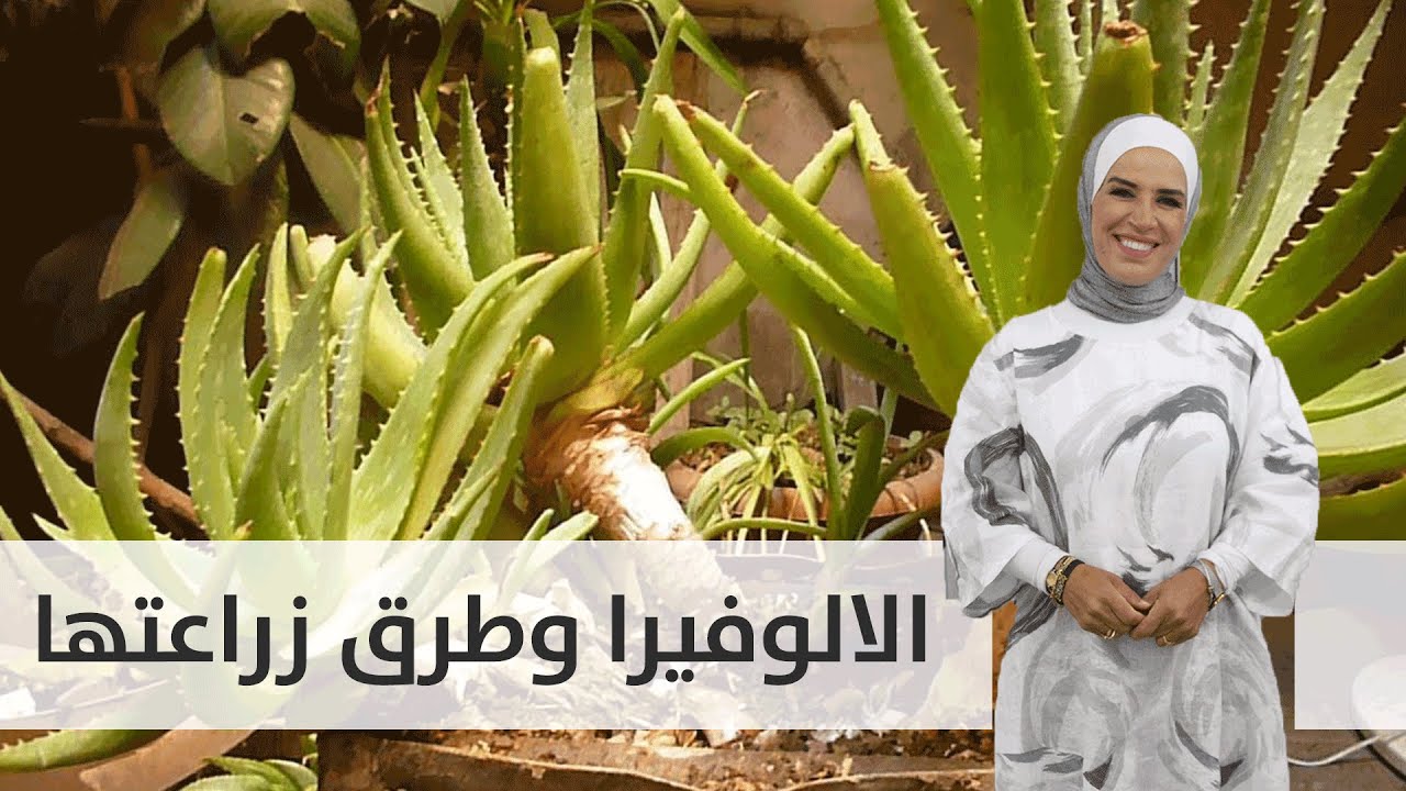 - 🎍🎍 الالوفيرا وطرق زراعتها