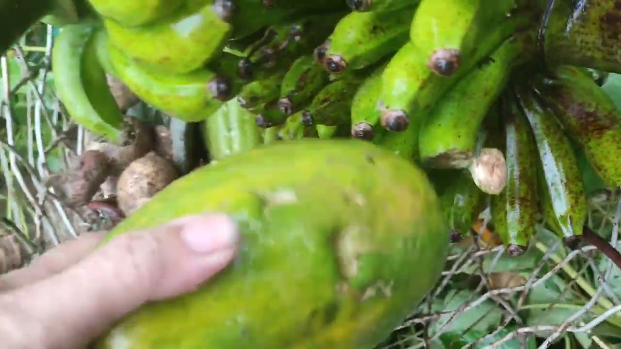 Tanim ng niyog at nanguha kamote kahit maulan