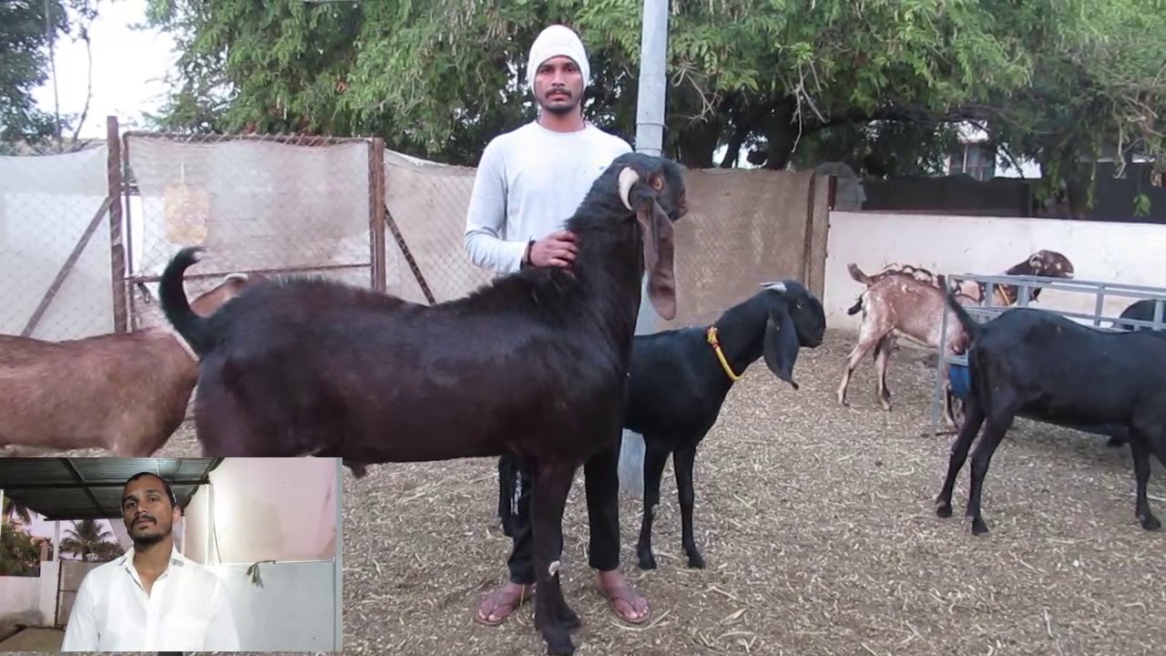 Beetal Goats for sale at SKY GOAT CLUB| Baramati|Marathi