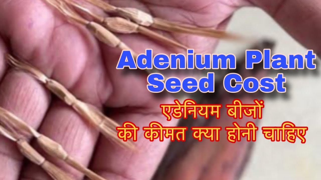 Justification Of Adenium Plant Seed Cost / Desert Rose Adenium Plant Seed Cost जानिए