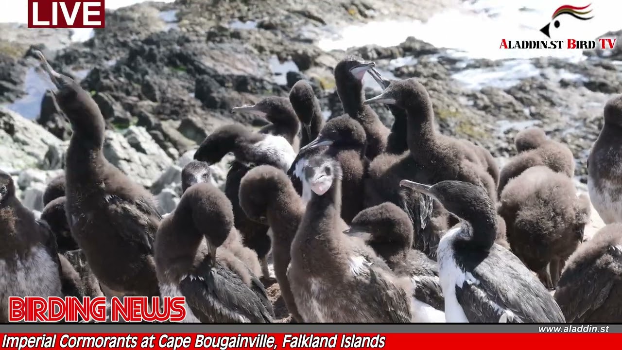 Imperial Cormorant (Imperial Shag) at Cape Bougainville, Falkland Islands
