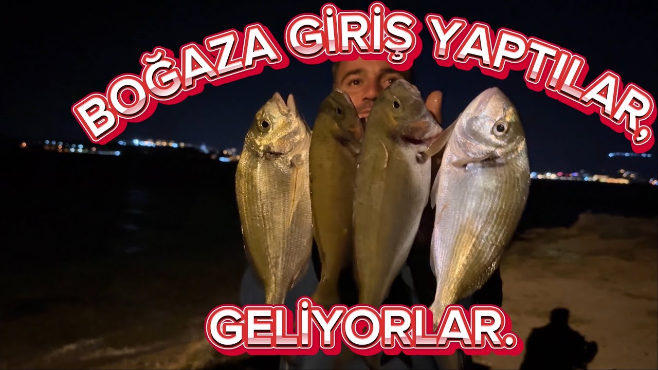 ÇİPURALAR GELDİ. ATAR ATMAZ GELENLER KAÇANLAR HER ŞEY BU VİDEODA