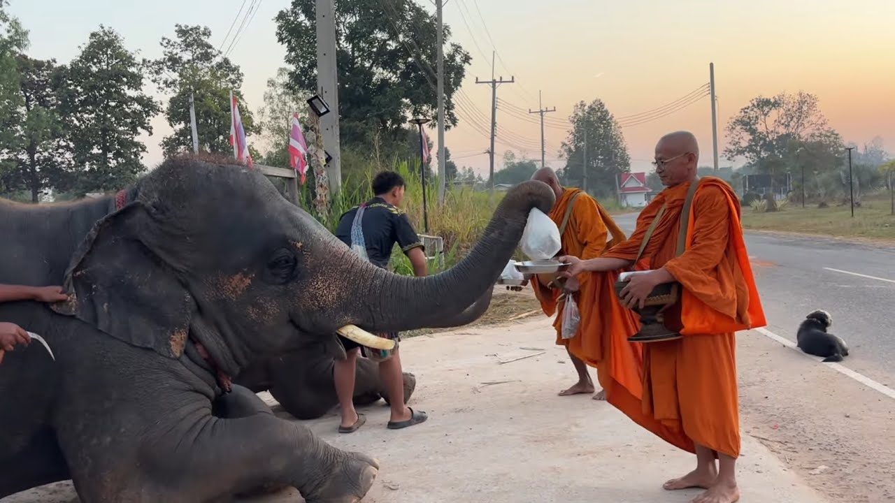 บุญทันตา  เทวดามองเห็น  หลังจากที่สองพี่น้อง  ใส่บาตรได้รับของดี  จากน้องดาวมงคล