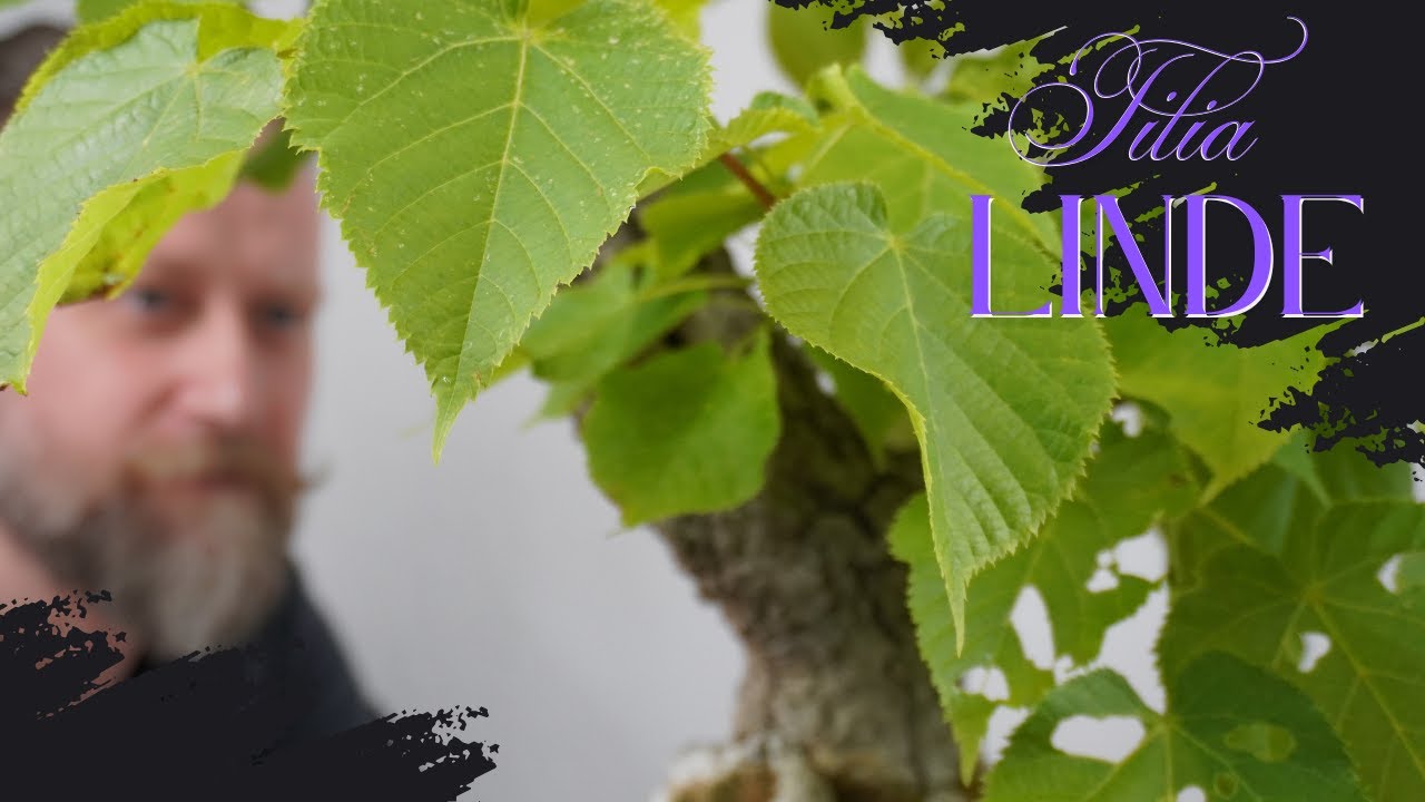 Linden Bonsai, Sommer- Winterlinde mit Blattschnitt nach Erstaustrieb, Wachstum anregen