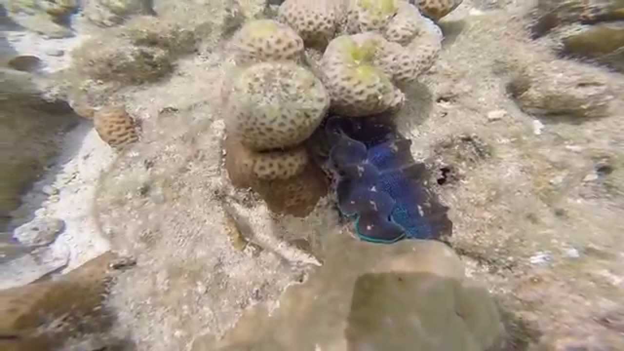 GIANT COLORFUL CLAMS in Nikko Bay, Palau