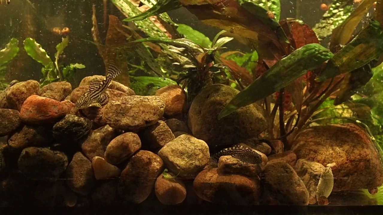 Sewellia lineolata feeding  - Aug 2017