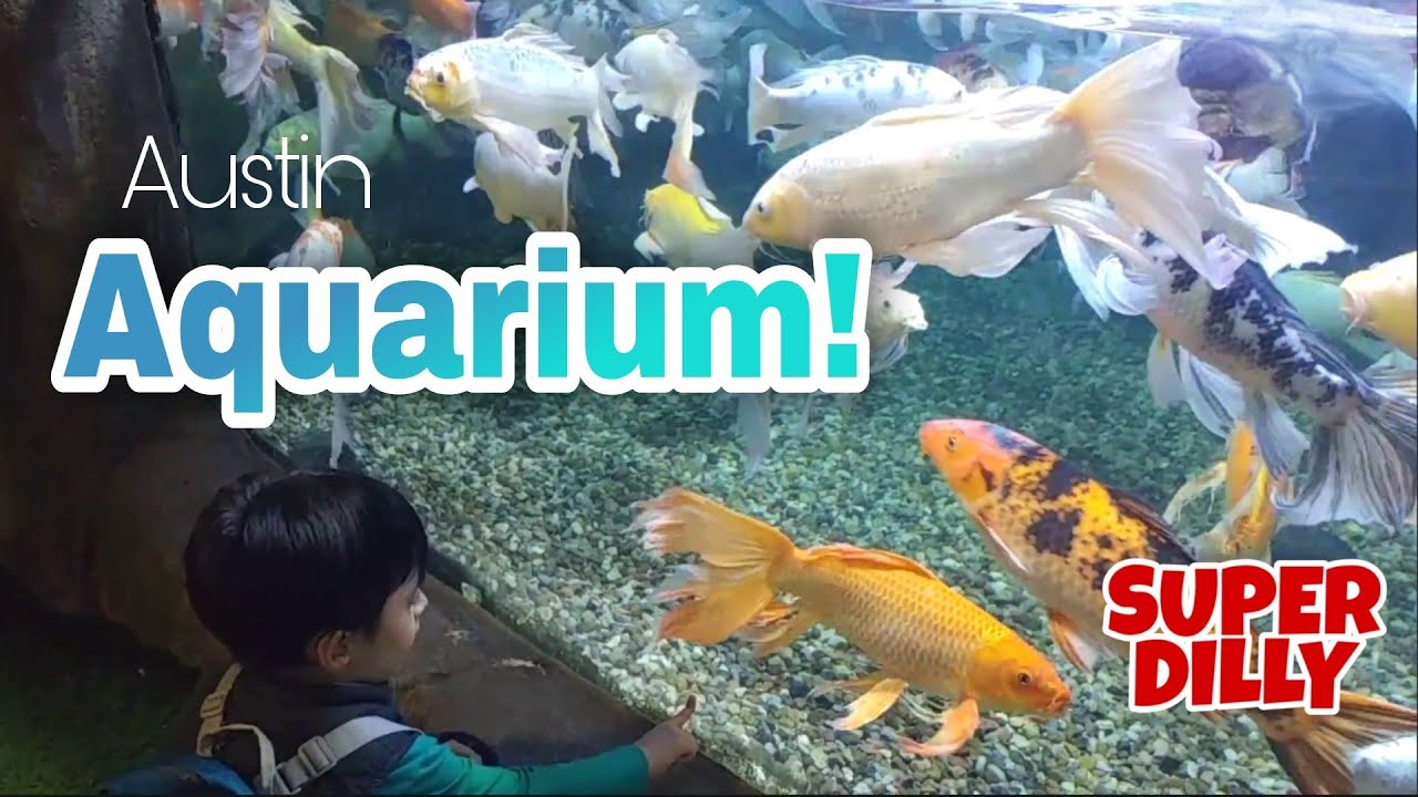 AQUARIUM in Austin Texas, My visit. [ Super Dilly Channel] USA.