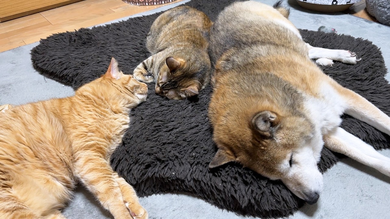 柴犬に甘えたくなった猫のおかげでどんどん変化する柴犬に感動です