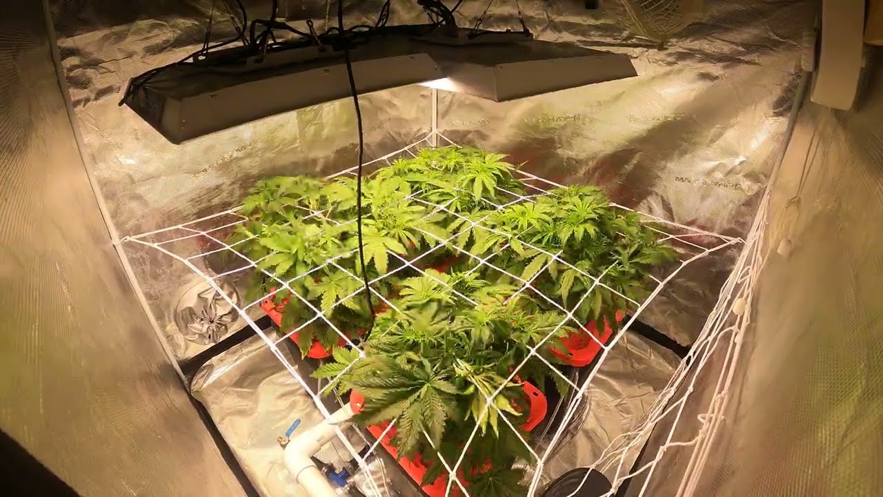 Week 4 and Week 5 Dutch Passion Skywalker Haze and Lemon Kix