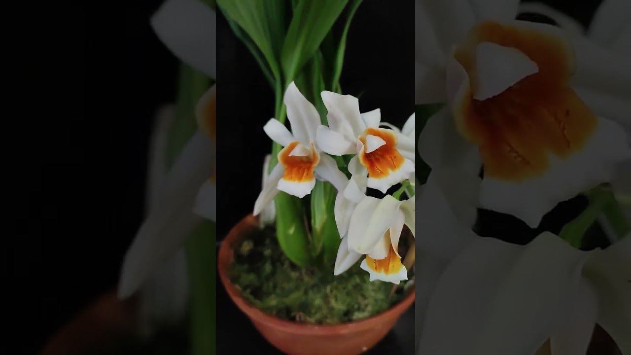 Coelogyne (Mem. Louise Forget x ochracea) .Япония.
