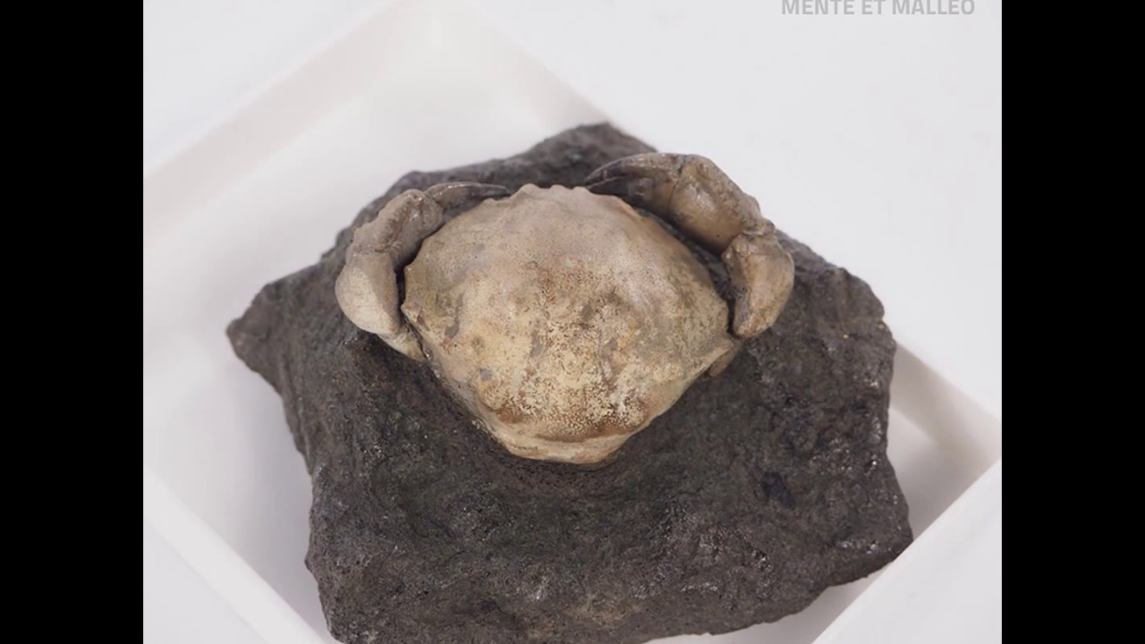 Kopalny krab Zanthopsis dufouri - skamieniałość sprzed 50 milionów lat - MM6075