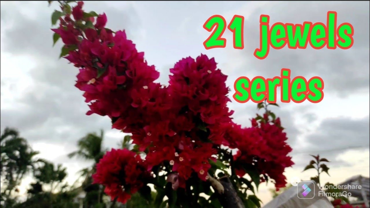 21 jewels series | Royale Garden | vlog#1