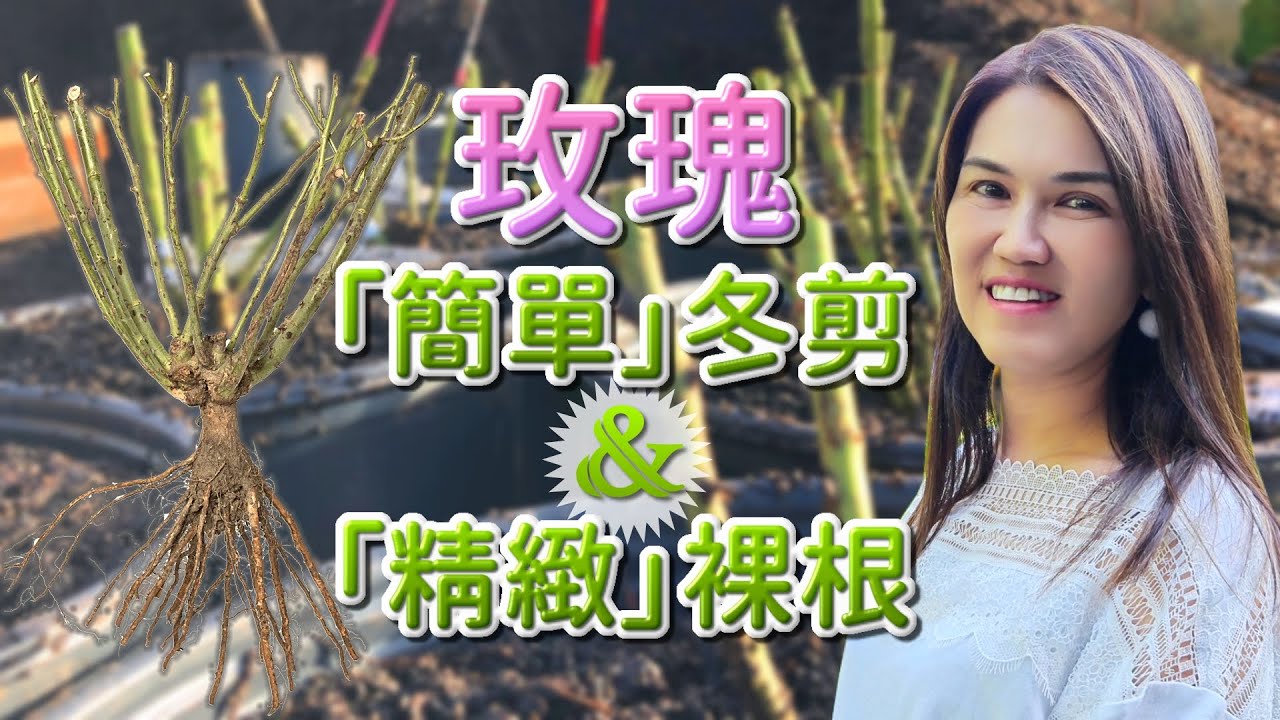 玫瑰的