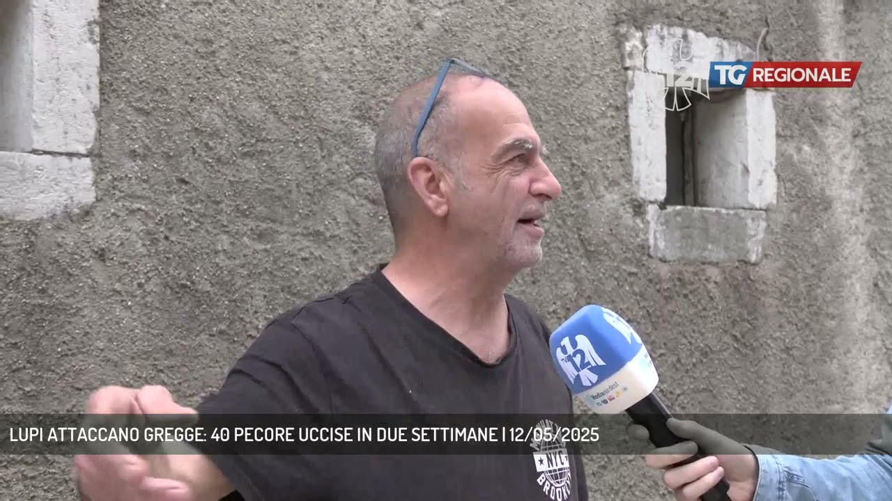 LUPI ATTACCANO GREGGE: 40 PECORE UCCISE IN DUE SETTIMANE | 12/05/2025