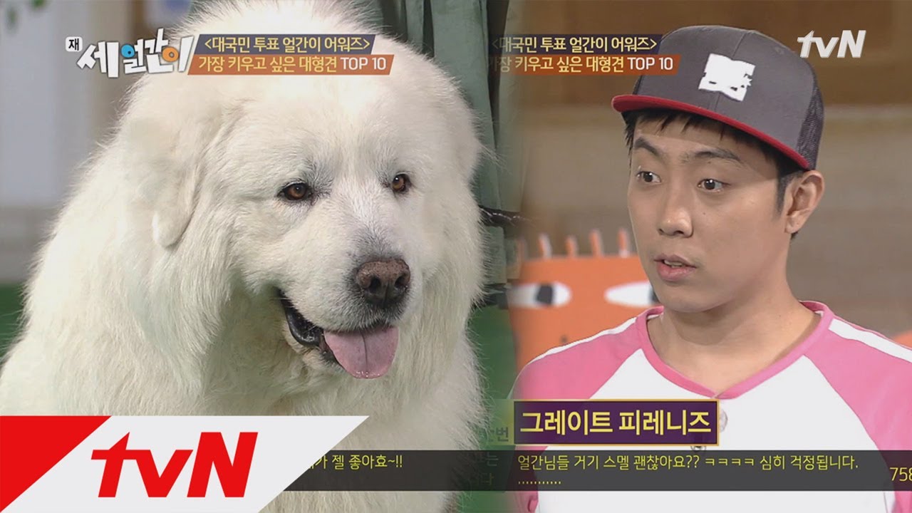 진짜 1박 2일의 상근이!? 그레이트 피레니즈얼간이 어워즈 세 얼간이 31화