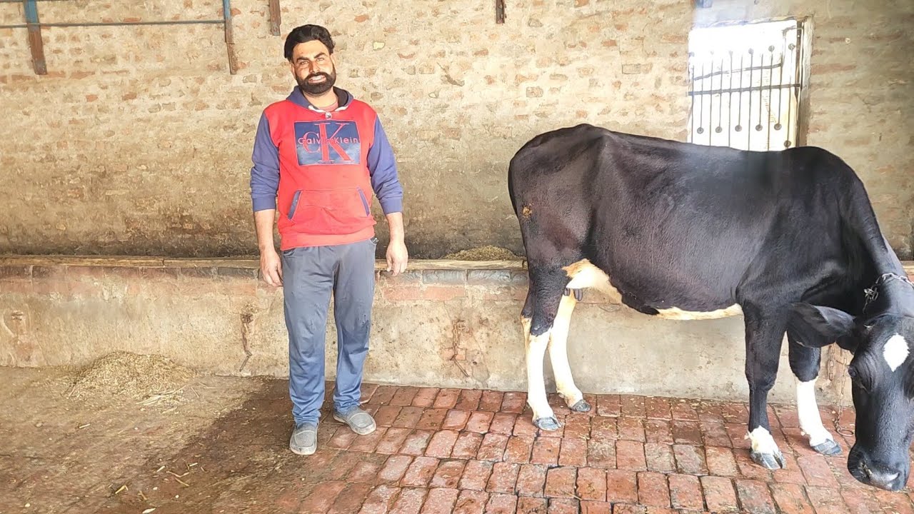 9888628371 ਟੋਪ ਦੀ ਗਾ ਸੇਲ #cow #🙏👍👌🙏🙏🙏🙏🙏🙏