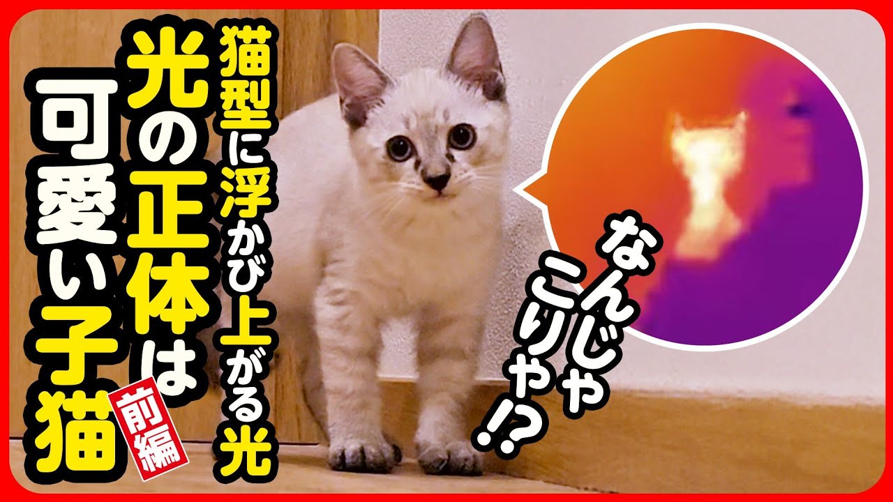 【子猫 保護】暗闇を逃げ回る子猫...サーモカメラで保護に成功！【前編】