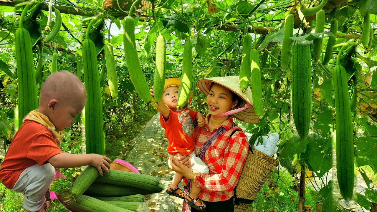 Bao helped his mother harvest luffa to sell at the market and buy paint to paint the house.