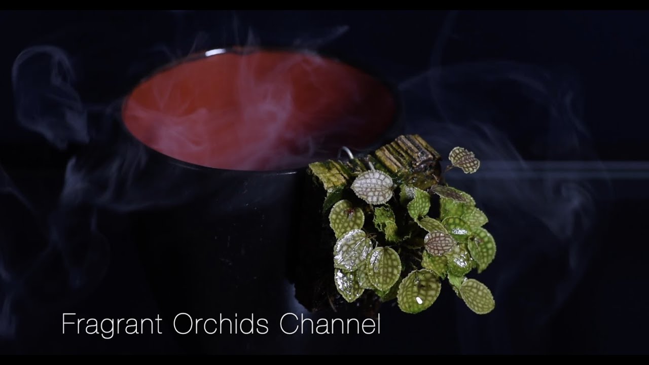 Mini orchid lepanthes calodictyon.