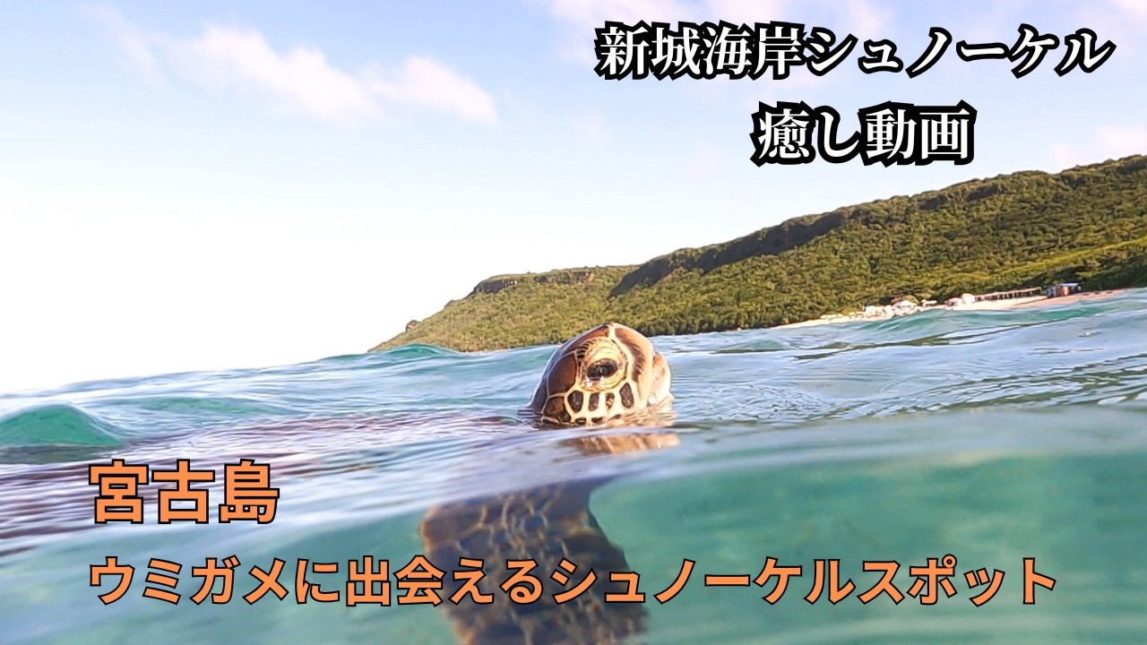 【4K癒し映像】ウミガメと出会える宮古島の海｜新城海岸シュノーケル