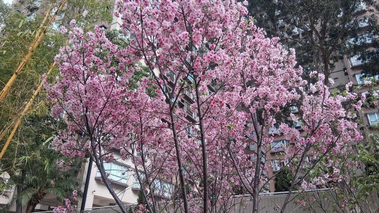 HINDI MO NA KAILANGANG PUMUNTA SA JAPAN | CHERRY BLOSSOMS HONGKONG