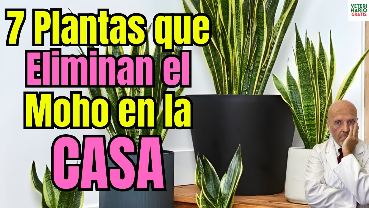 🌿🏠 7 PLANTAS PARA ELIMINAR LA HUMEDAD Y EL MOHO EN CASA🌿🏠