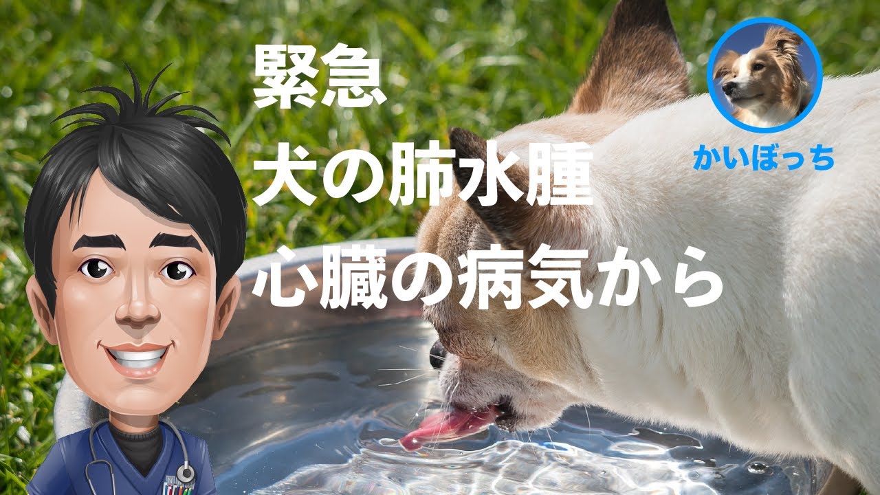【犬の心原性肺水腫】救急!! 動物病院での治療を獣医師が解説します。