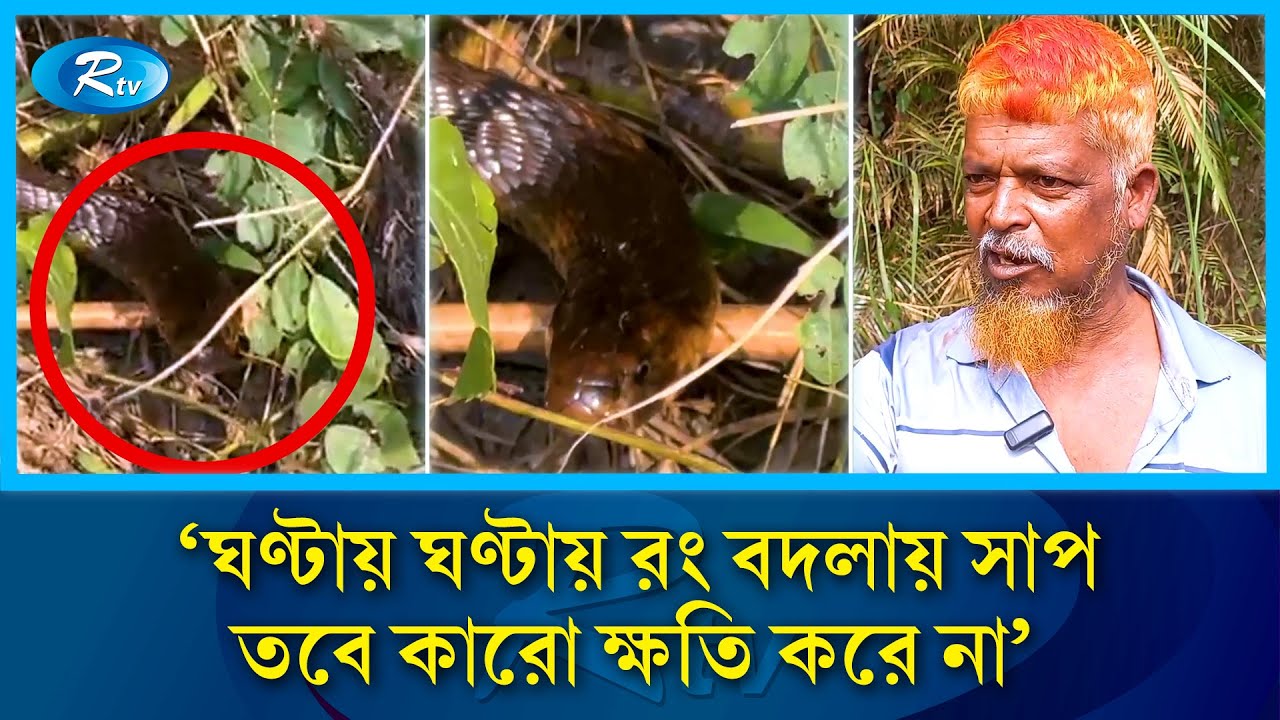 ঘড়ির কাঁটা মেনে চলা রহস্যময় সাপের দেখা মিলেছে সোনারগাঁওয়ে | Sonargaon Snake | Mysterious Snake | Rtv