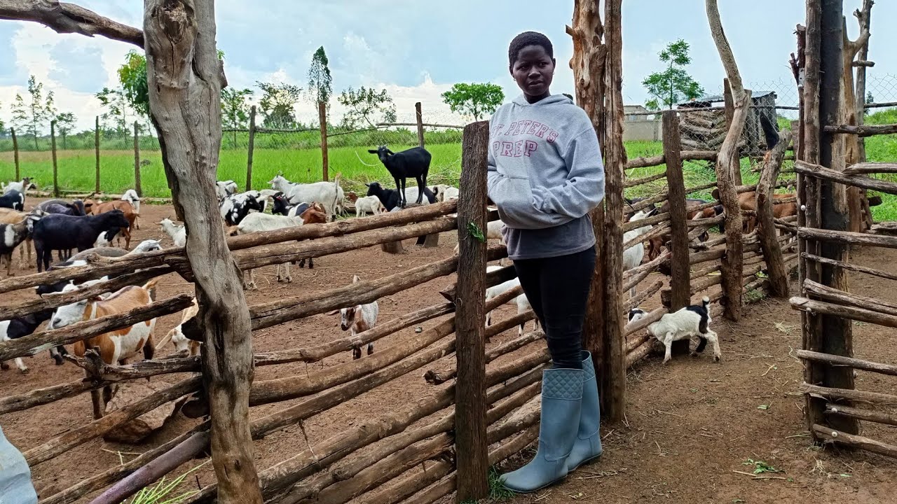 Unlocking Success: How to Launch a Thriving Goat Farm in Uganda
