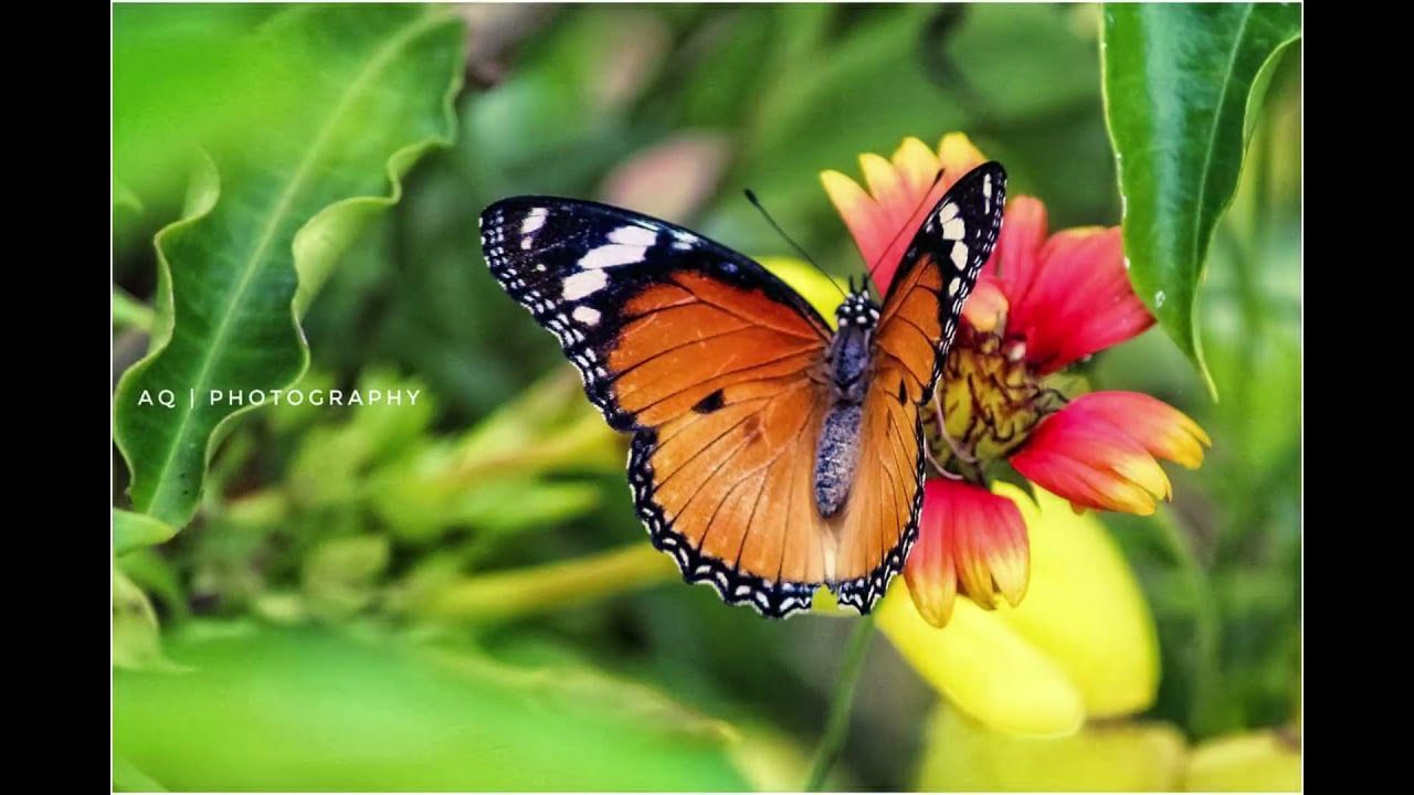 LIFT NATURE 9 | NATURE | FREE BACKGROUND MUSIC | NO COPYRIGHT CLAIM | NATURE INSECT SOUND | INSECTS