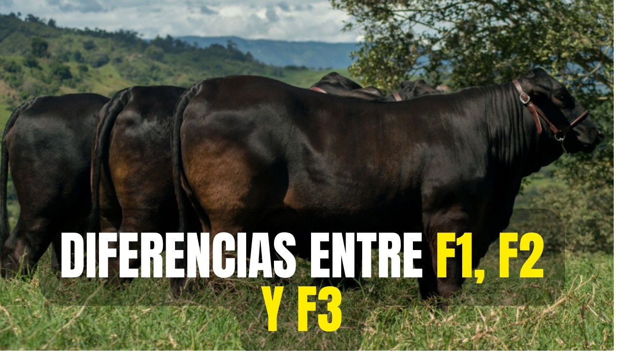 ¿Qué son F1, F2 y F3 en ganadería? | Explicación fácil y clara