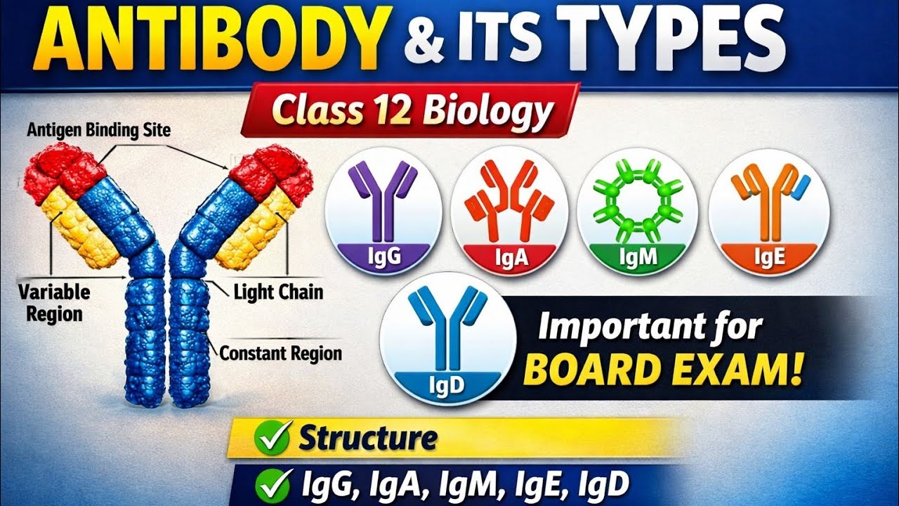Antibody and Its Types | Immunoglobulin (IgG, IgA, IgM, IgE, IgD) | Class 12 Biology Board Exam 