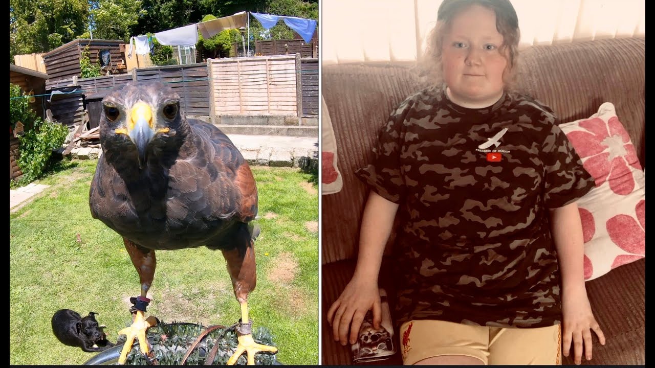 Харрис Хоук Вуди, вес и Мэннинг во время линьки