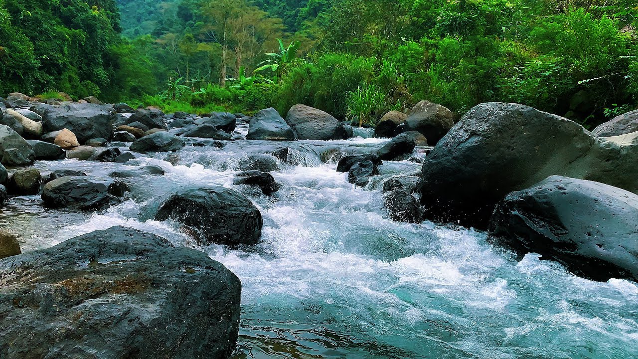 Serene Forest Escape — Flowing Stream and Soft Birdsong in Lush Woods for Relax & Focus