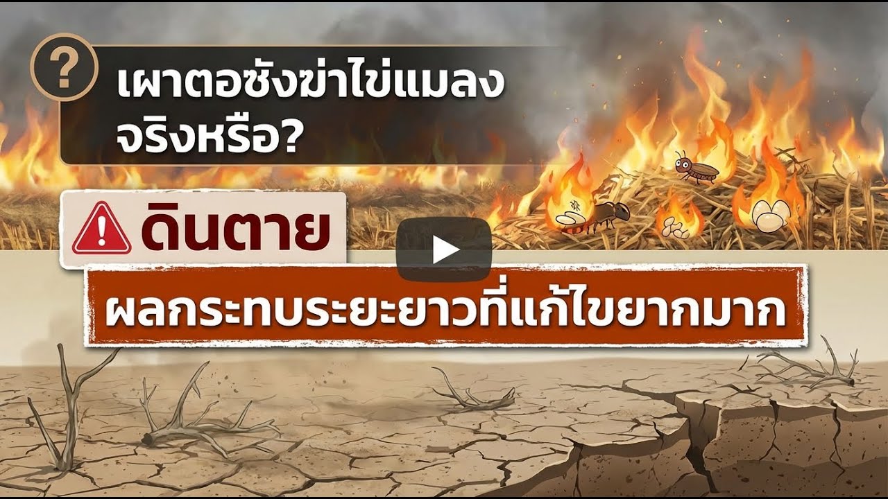 เผาฟางเพื่อฆ่าไข่ศัตรูพืช จริงหรือทำลายดินระยะยาว?