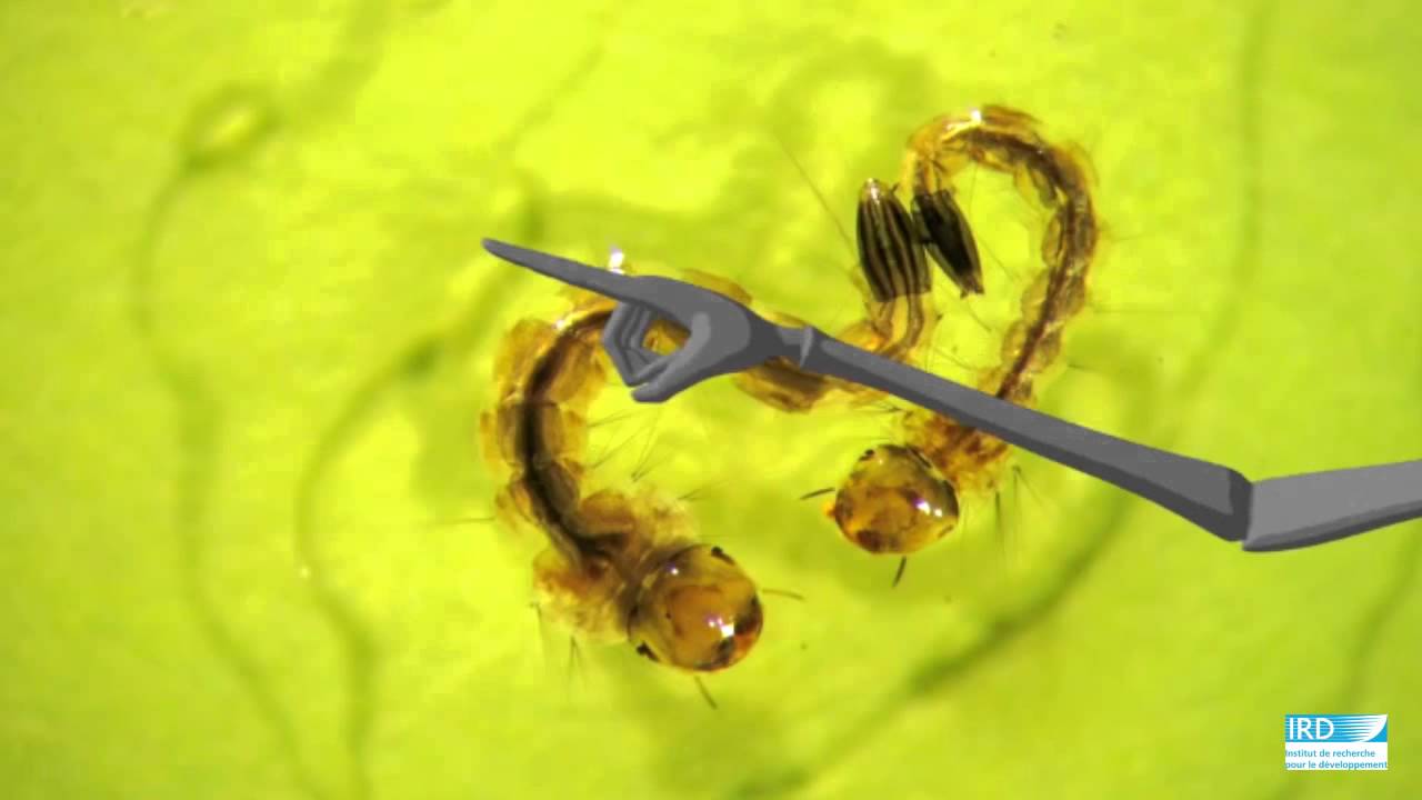 Climat : quand les maladies tropicales arriveront en métropole