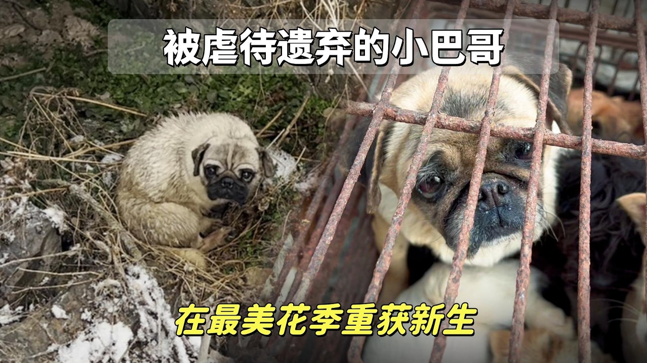 曾被遺棄被虐待的兩隻小巴哥，如今終於在這個春天，徹底獲得新生