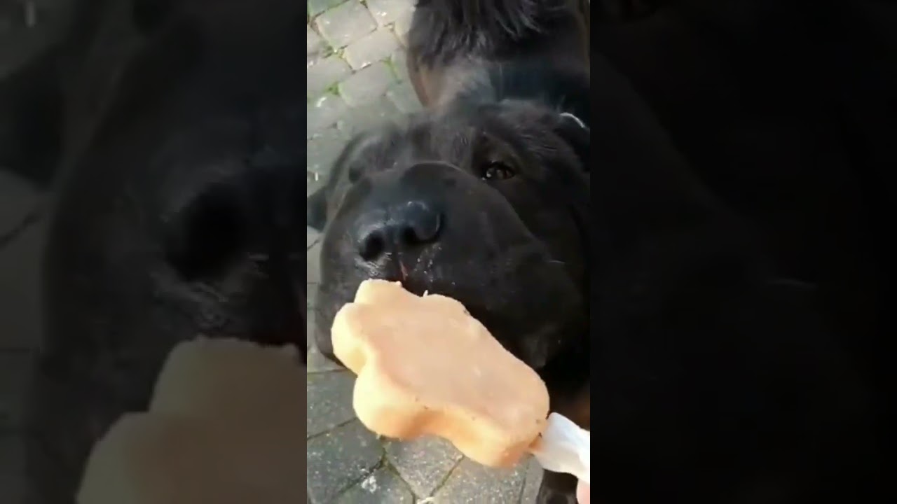 Bear coat Shar-Pei Monte knows how to enjoy 😃 #dog #sharpei #animals #icecream #enjoy #shorts