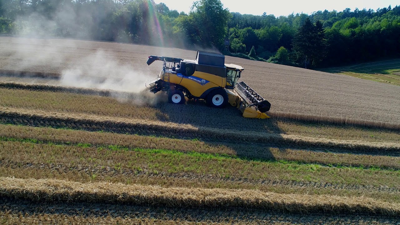 Saatweizen im Lübberstedter Hügelland dreschen | New Holland CR 8.80