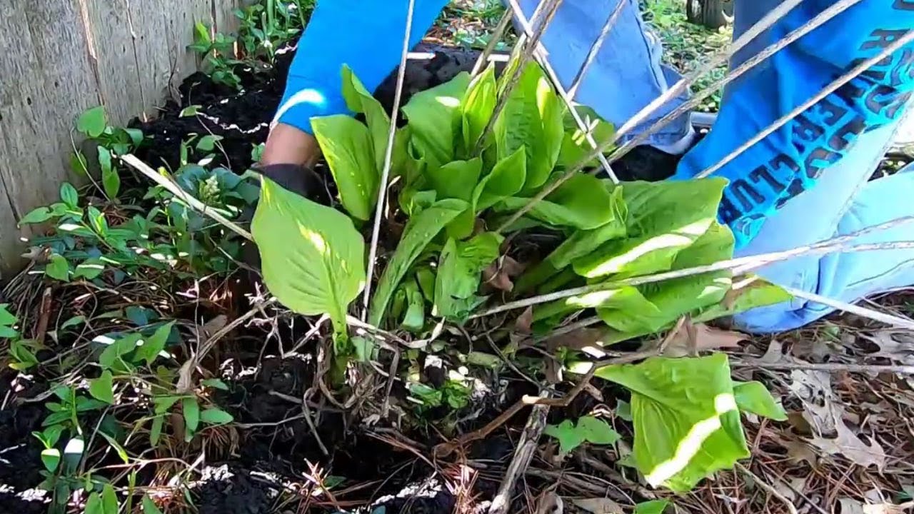 Complete Guide  to Transplanting Perennial Plants #gardeninginmyyard