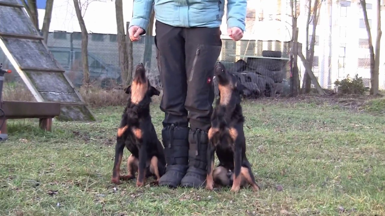 Deutscher Jagdterrier Gustl, 5,5 Monate, Unterordnung, Obedience