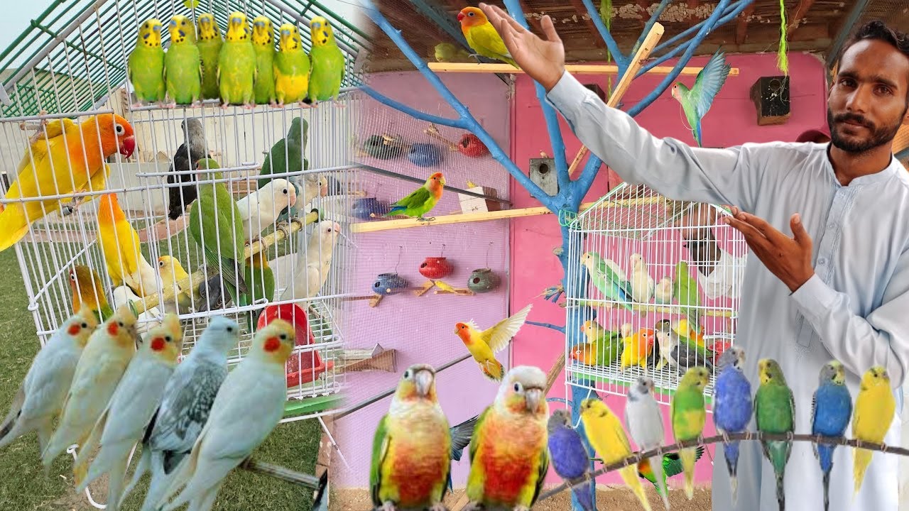 Finally Parrots Mini Zoo Se Ja Rahe  Hain 🦜 Bahut Cute Birds Hain  🥰 Bht Sary New Birds Ly Aiye