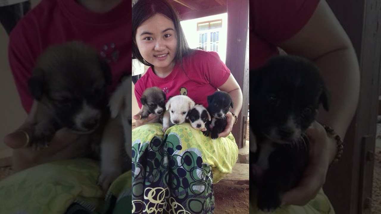 ကျေးလက်စိတ်ကူး 🐶🌼 ငြိမ်းချမ်းကို အိမြတ်ချို